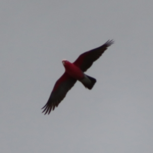 Eolophus roseicapilla at Braidwood, NSW - 9 Jul 2023 11:14 AM