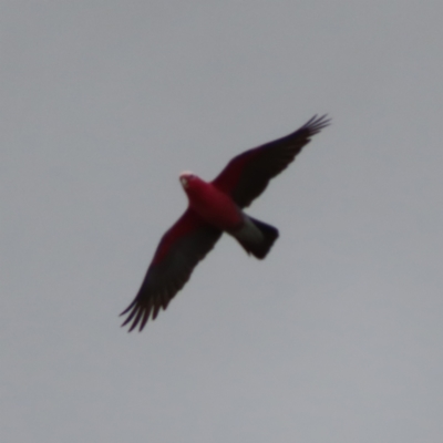 Eolophus roseicapilla (Galah) at QPRC LGA - 9 Jul 2023 by MatthewFrawley