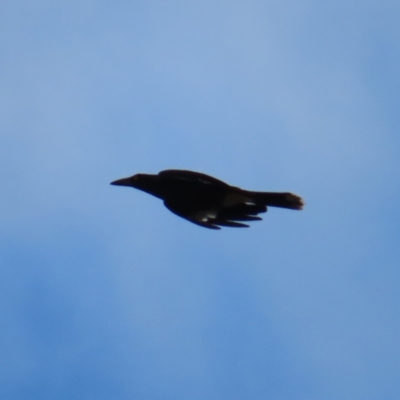 Strepera graculina (Pied Currawong) at QPRC LGA - 9 Jul 2023 by MatthewFrawley