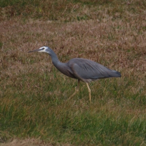 Egretta novaehollandiae at Braidwood, NSW - 9 Jul 2023