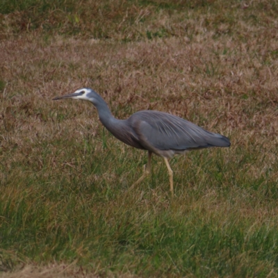 Egretta novaehollandiae (White-faced Heron) at QPRC LGA - 9 Jul 2023 by MatthewFrawley