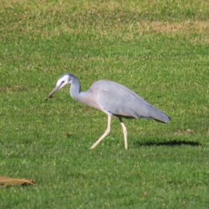 Egretta novaehollandiae at Braidwood, NSW - 12 Jul 2023