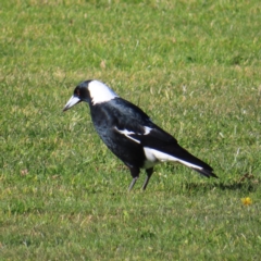 Gymnorhina tibicen (Australian Magpie) at Braidwood, NSW - 12 Jul 2023 by MatthewFrawley