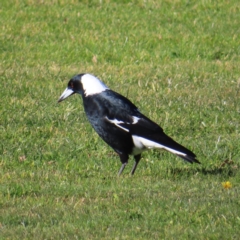 Gymnorhina tibicen (Australian Magpie) at QPRC LGA - 12 Jul 2023 by MatthewFrawley