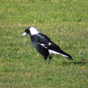 Gymnorhina tibicen at Braidwood, NSW - 12 Jul 2023