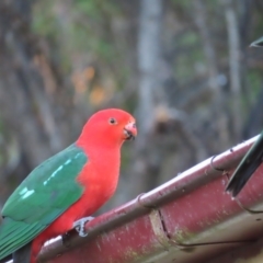 Alisterus scapularis (Australian King-Parrot) at QPRC LGA - 12 Jul 2023 by MatthewFrawley