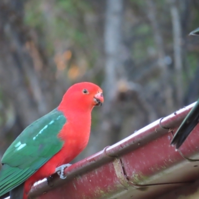 Alisterus scapularis (Australian King-Parrot) at QPRC LGA - 12 Jul 2023 by MatthewFrawley