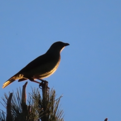 Ptilonorhynchus violaceus (Satin Bowerbird) at QPRC LGA - 12 Jul 2023 by MatthewFrawley