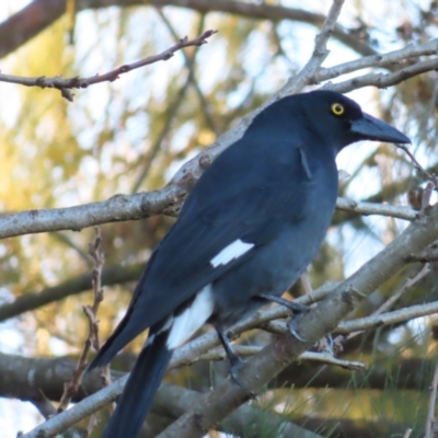 Strepera graculina (Pied Currawong) at QPRC LGA - 12 Jul 2023 by MatthewFrawley