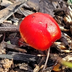 Unidentified Cap on a stem; gills below cap [mushrooms or mushroom-like] at O'Connor, ACT - 14 Jul 2023 by trevorpreston