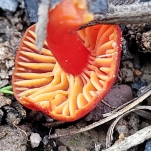 Hygrocybe sp. ‘red’ at O'Connor, ACT - 14 Jul 2023