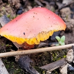 Hygrocybe sp. ‘red’ at O'Connor, ACT - 14 Jul 2023 11:04 AM