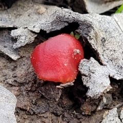 Hygrocybe sp. ‘red’ at O'Connor, ACT - 14 Jul 2023