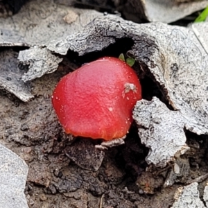 Hygrocybe sp. ‘red’ at O'Connor, ACT - 14 Jul 2023