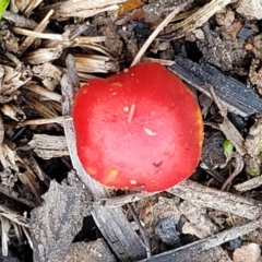 Hygrocybe sp. ‘red’ at O'Connor, ACT - 14 Jul 2023