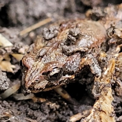 Crinia signifera (Common Eastern Froglet) at O'Connor, ACT - 14 Jul 2023 by trevorpreston