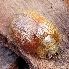 Paropsis atomaria (Eucalyptus leaf beetle) at Bruce Ridge - 14 Jul 2023 by trevorpreston