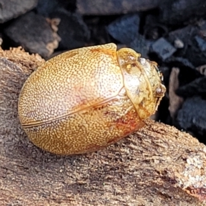 Paropsis atomaria at O'Connor, ACT - 14 Jul 2023