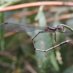 Austrolestes leda (Wandering Ringtail) at Pollinator-friendly garden Conder - 7 Jan 2023 by michaelb