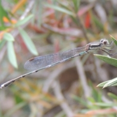 Austrolestes leda at Conder, ACT - 7 Jan 2023