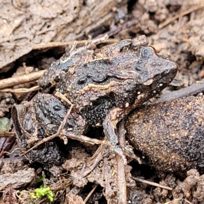 Crinia sp. (genus) (A froglet) at Black Mountain - 14 Jul 2023 by trevorpreston