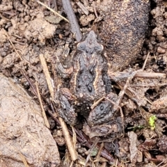 Crinia sp. (genus) at O'Connor, ACT - 14 Jul 2023