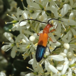 Stenoderus ostricilla at Conder, ACT - 7 Jan 2023