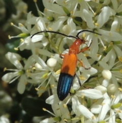 Stenoderus ostricilla (Longhorn beetle) at Pollinator-friendly garden Conder - 7 Jan 2023 by michaelb
