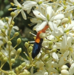 Stenoderus ostricilla at Conder, ACT - 7 Jan 2023