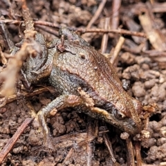 Crinia signifera (Common Eastern Froglet) at Black Mountain - 14 Jul 2023 by trevorpreston