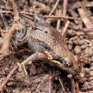 Crinia signifera at O'Connor, ACT - 14 Jul 2023