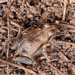 Crinia signifera at O'Connor, ACT - 14 Jul 2023