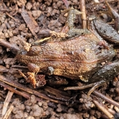 Crinia signifera at O'Connor, ACT - 14 Jul 2023