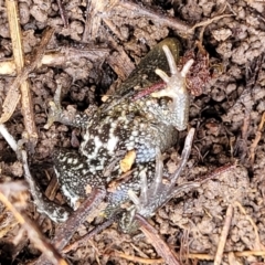 Crinia signifera at O'Connor, ACT - 14 Jul 2023