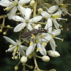 Eleale aspera (Clerid beetle) at Pollinator-friendly garden Conder - 7 Jan 2023 by michaelb