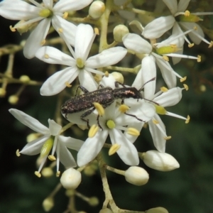 Eleale aspera at Conder, ACT - 7 Jan 2023 11:55 AM