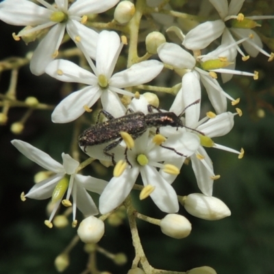 Eleale aspera (Clerid beetle) at Conder, ACT - 7 Jan 2023 by MichaelBedingfield