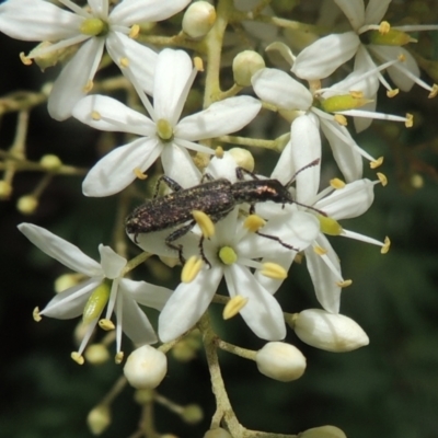 Eleale aspera (Clerid beetle) at Pollinator-friendly garden Conder - 7 Jan 2023 by michaelb