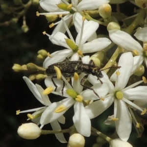 Eleale aspera at Conder, ACT - 7 Jan 2023 11:55 AM