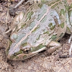 Limnodynastes tasmaniensis (Spotted Grass Frog) at Black Mountain - 14 Jul 2023 by trevorpreston