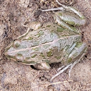 Limnodynastes tasmaniensis at O'Connor, ACT - 14 Jul 2023