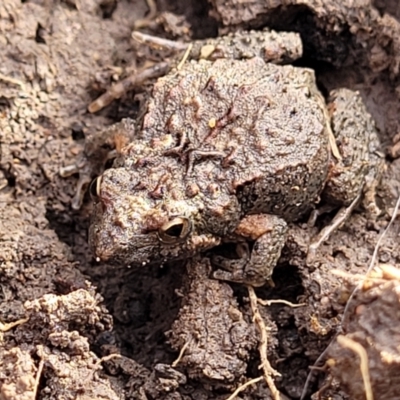 Crinia parinsignifera at Black Mountain - 14 Jul 2023 by trevorpreston