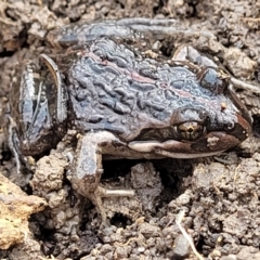 Limnodynastes peronii (Brown-striped Frog) at O'Connor, ACT - 14 Jul 2023 by trevorpreston