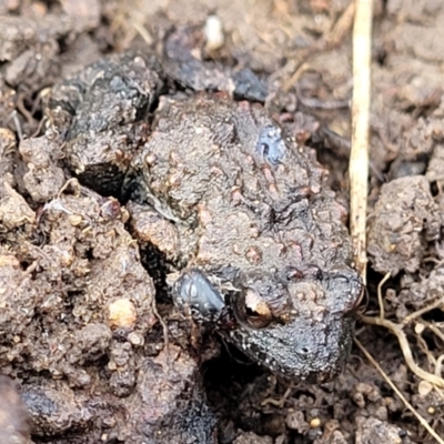 Crinia parinsignifera (Plains Froglet) at Black Mountain - 14 Jul 2023 by trevorpreston