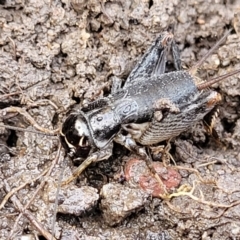 Lepidogryllus sp. (genus) (A cricket) at Black Mountain - 14 Jul 2023 by trevorpreston