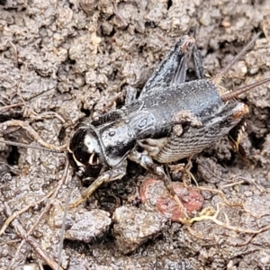 Lepidogryllus sp. (genus) at O'Connor, ACT - 14 Jul 2023