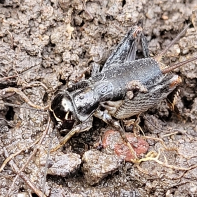 Lepidogryllus sp. (genus) (A cricket) at Black Mountain - 14 Jul 2023 by trevorpreston