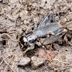 Lepidogryllus sp. (genus) at O'Connor, ACT - 14 Jul 2023