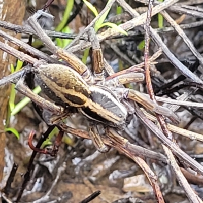 Dolomedes (genus) (Fishing spider) at O'Connor, ACT - 14 Jul 2023 by trevorpreston