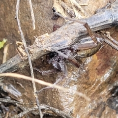 Dolomedes sp. (genus) at O'Connor, ACT - 14 Jul 2023 10:18 AM